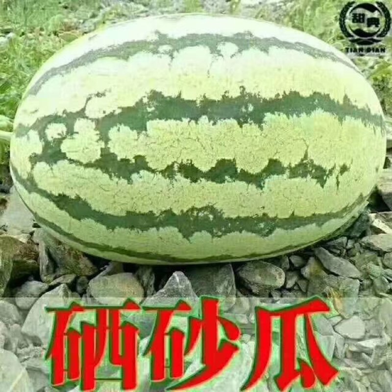 [火热销售]陕西蒲城万亩优质金城五(硒砂瓜)一手货源