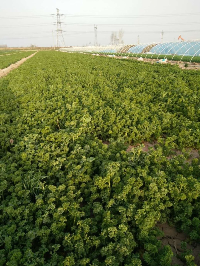 花叶苔菜。苔菜。