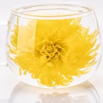 金丝皇菊
