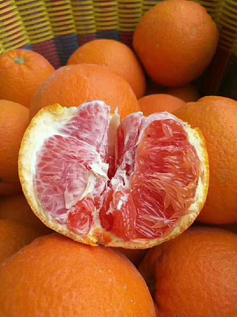 【湖北橙子】中华红橙伦晚纽荷尔，大量上市挂树鲜果，