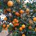 【湖北橙子】中华红橙伦晚纽荷尔，大量上市挂树鲜果，