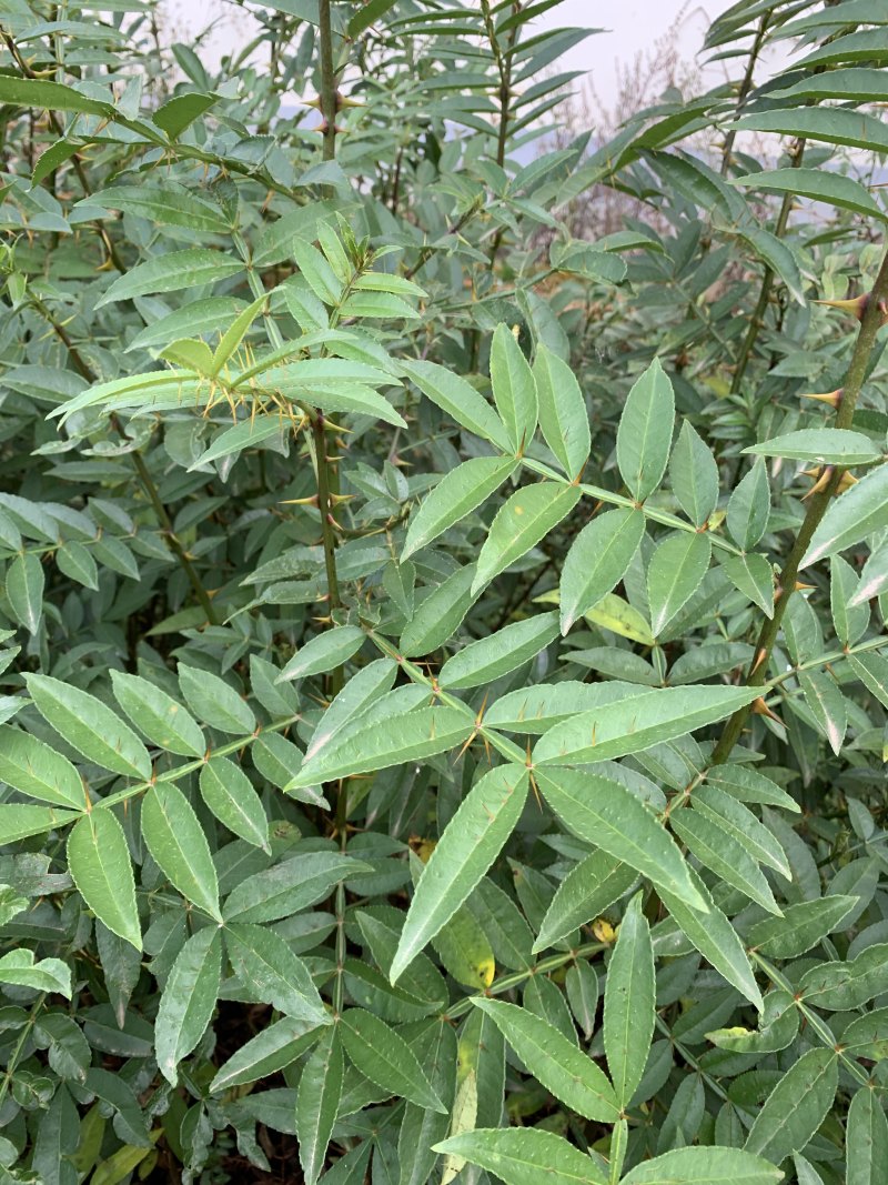 永青一号花椒苗九叶青花椒苗产量高刺少技术指导