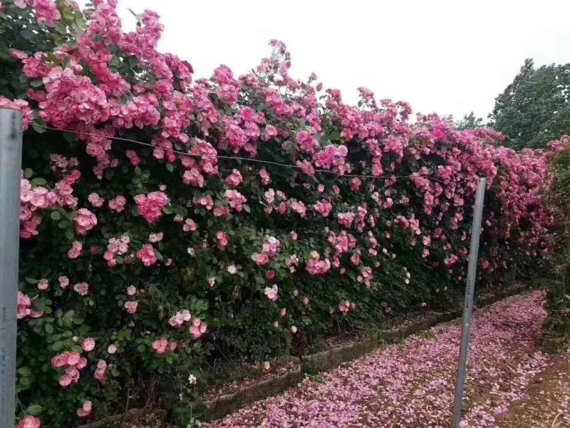 藤本月季，大花月季，盆栽月季，月季之乡欢迎您。