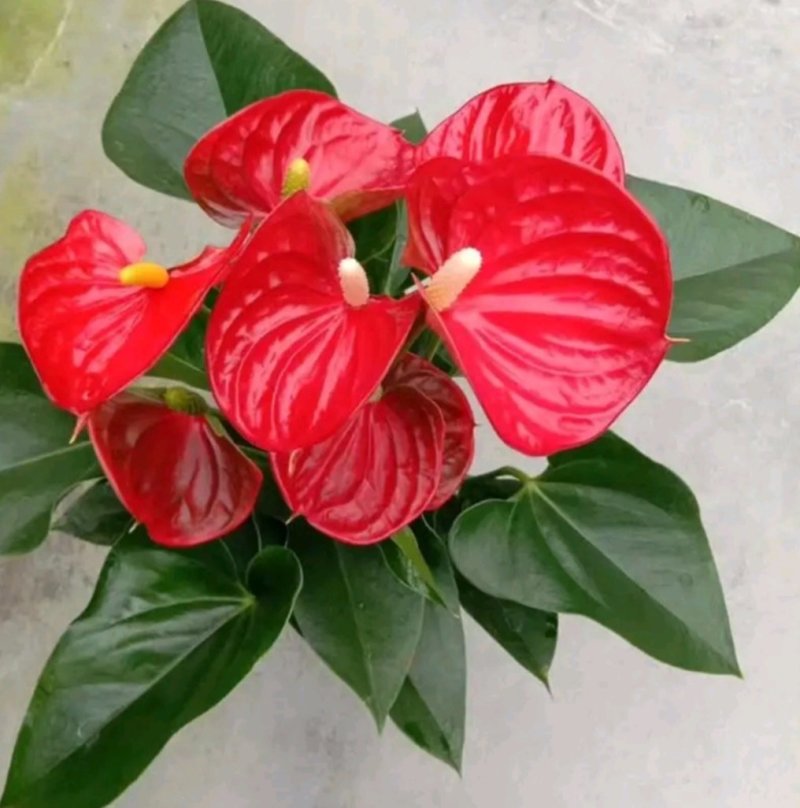 红掌盆栽带花发货室内观花绿植可水培净化空气