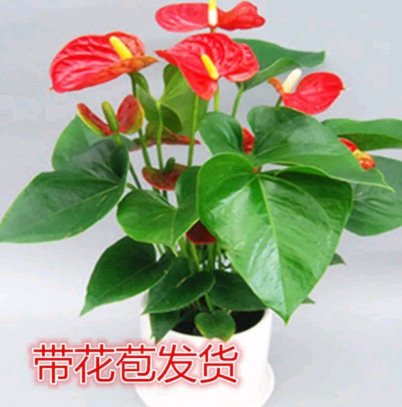 红掌盆栽带花发货室内观花绿植可水培净化空气