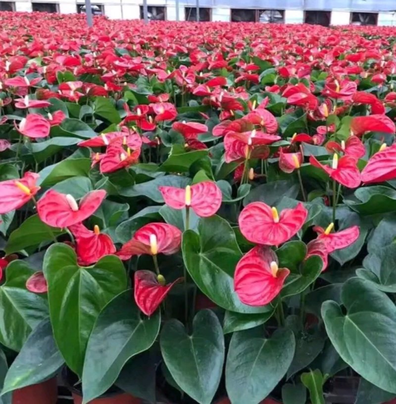 红掌盆栽带花发货室内观花绿植可水培净化空气