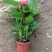 红掌盆栽带花发货室内观花绿植可水培净化空气