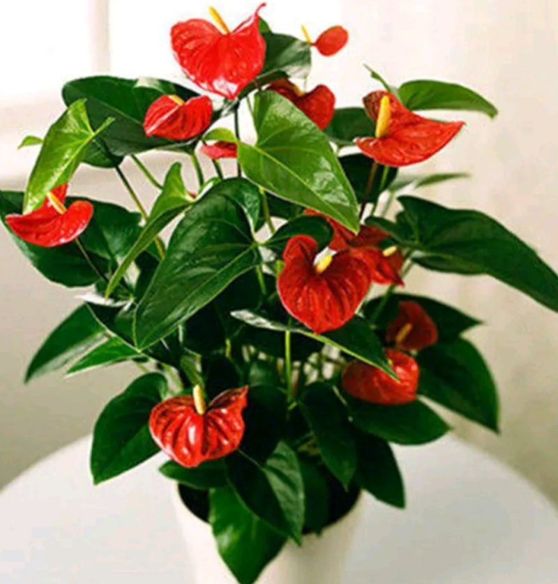 红掌盆栽带花发货室内观花绿植可水培净化空气