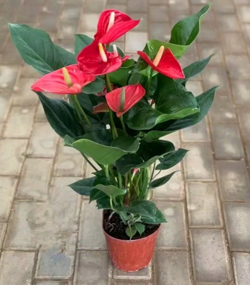 红掌盆栽带花发货室内观花绿植可水培净化空气
