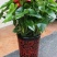 红掌盆栽带花发货室内观花绿植可水培净化空气