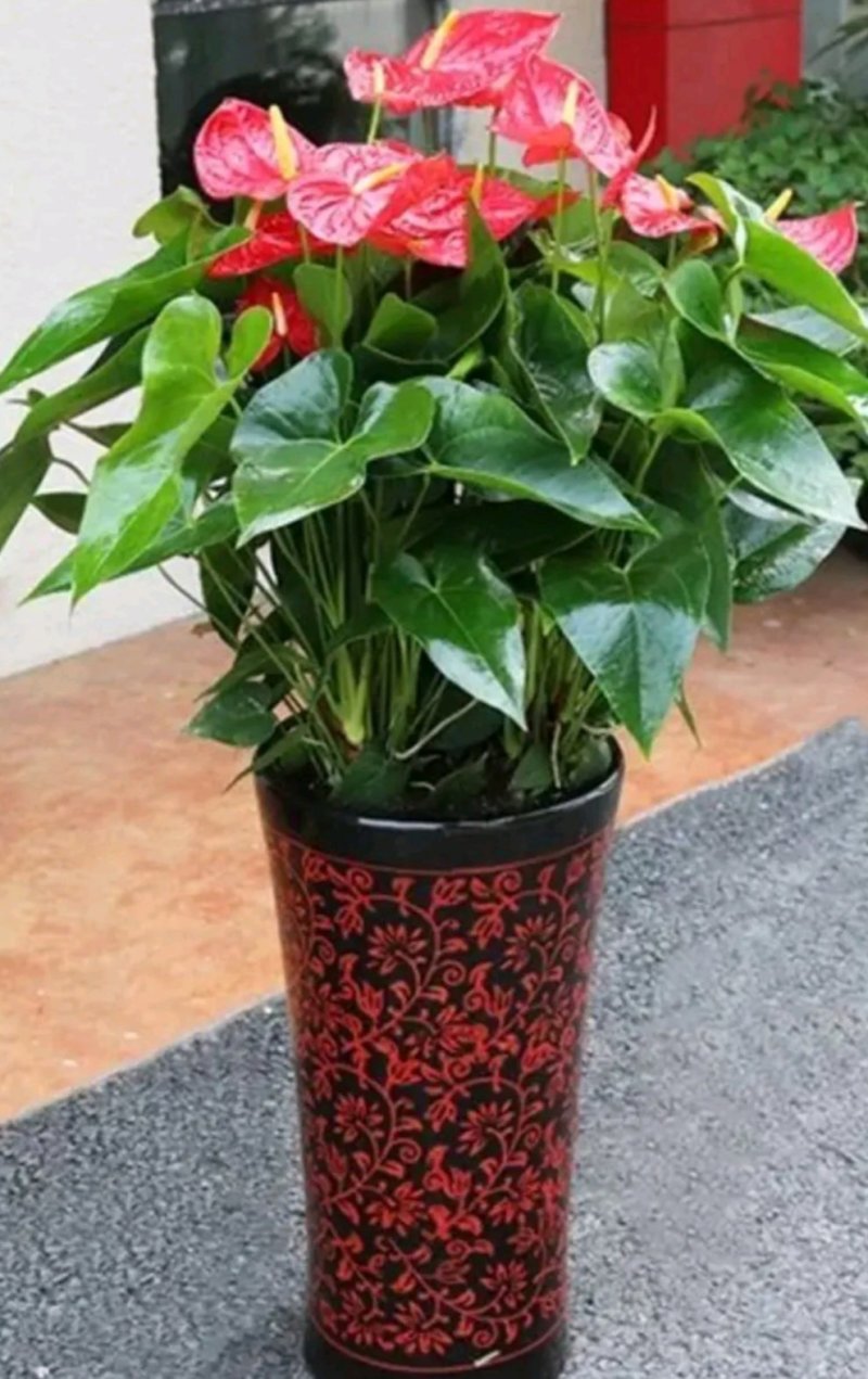 红掌盆栽带花发货室内观花绿植可水培净化空气