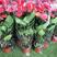 红掌盆栽带花发货室内观花绿植可水培净化空气