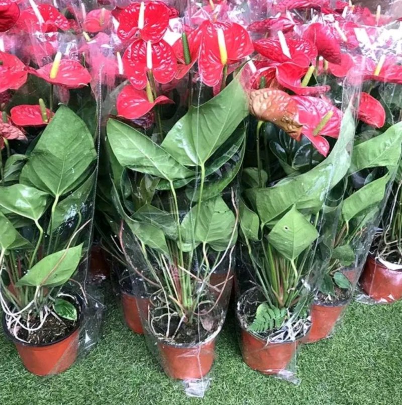 红掌盆栽带花发货室内观花绿植可水培净化空气