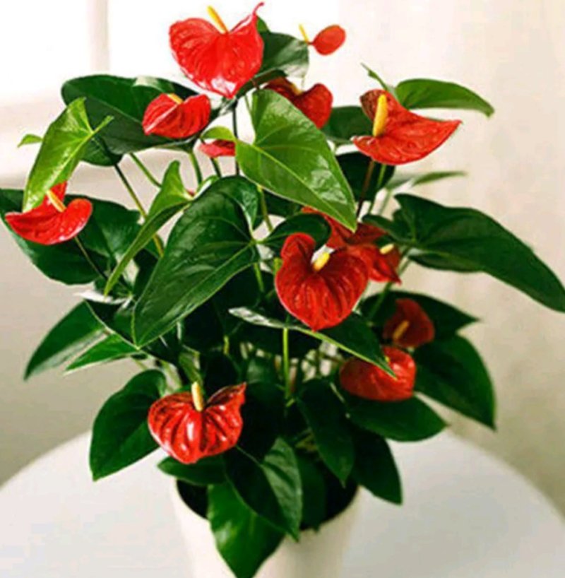 红掌盆栽带花发货室内观花绿植可水培净化空气