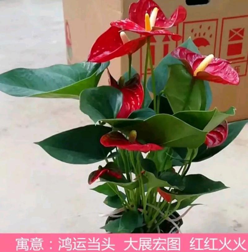 红掌盆栽带花发货室内观花绿植可水培净化空气