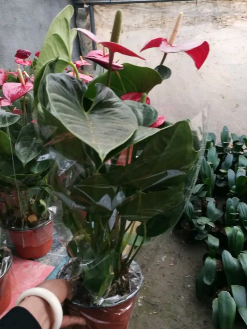 红掌盆栽带花发货室内观花绿植可水培净化空气