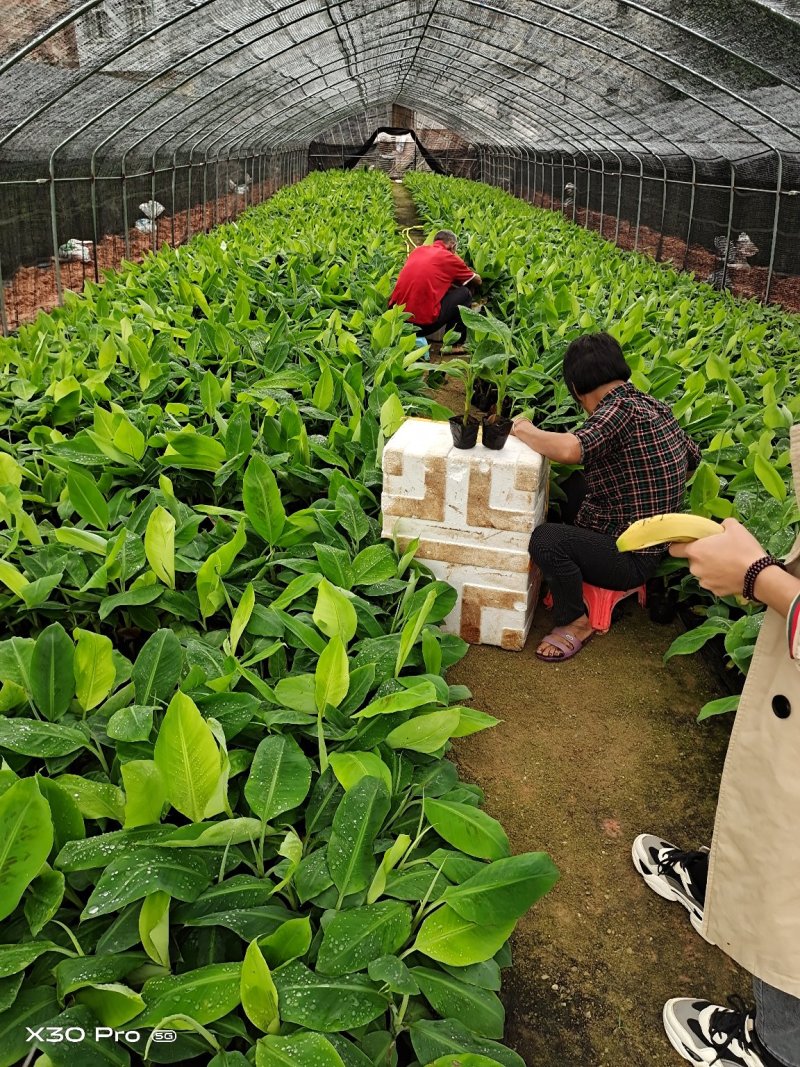 香蕉苗红香蕉苗粉蕉苗B6香蕉苗包邮正品