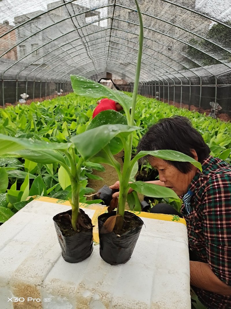 香蕉苗红香蕉苗粉蕉苗B6香蕉苗包邮正品