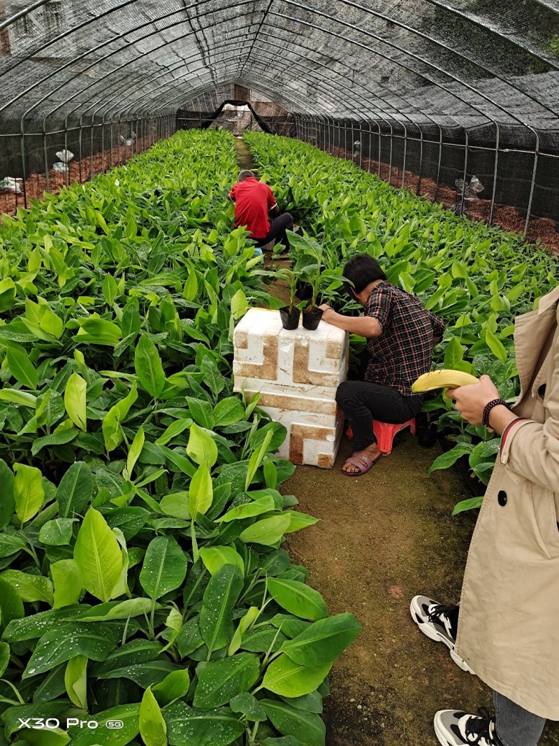 香蕉苗红香蕉苗粉蕉苗B6香蕉苗包邮正品