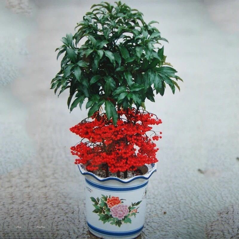 富贵子富贵籽朱砂根黄金万两室内花卉盆栽绿植红凉伞四季常绿