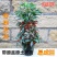 富贵子富贵籽朱砂根黄金万两室内花卉盆栽绿植红凉伞四季常绿