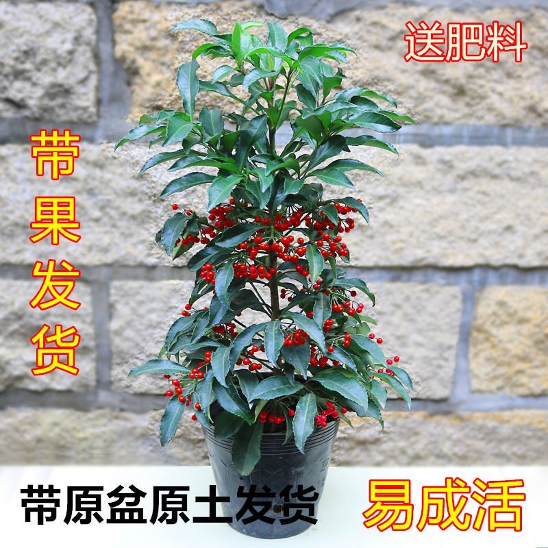 富贵子富贵籽朱砂根黄金万两室内花卉盆栽绿植红凉伞四季常绿