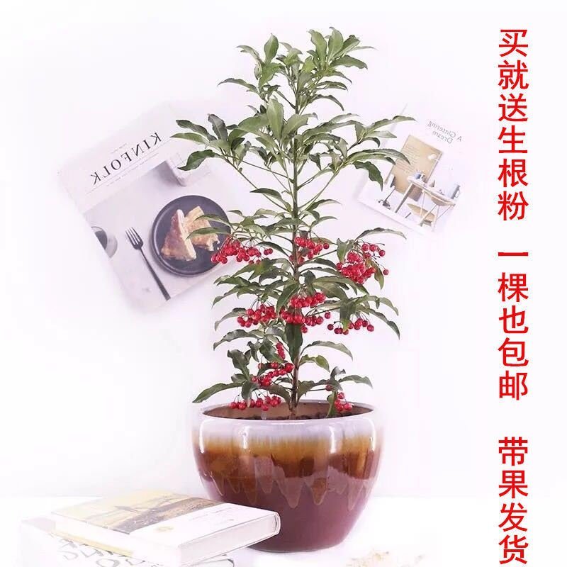 富贵子富贵籽朱砂根黄金万两室内花卉盆栽绿植红凉伞四季常绿