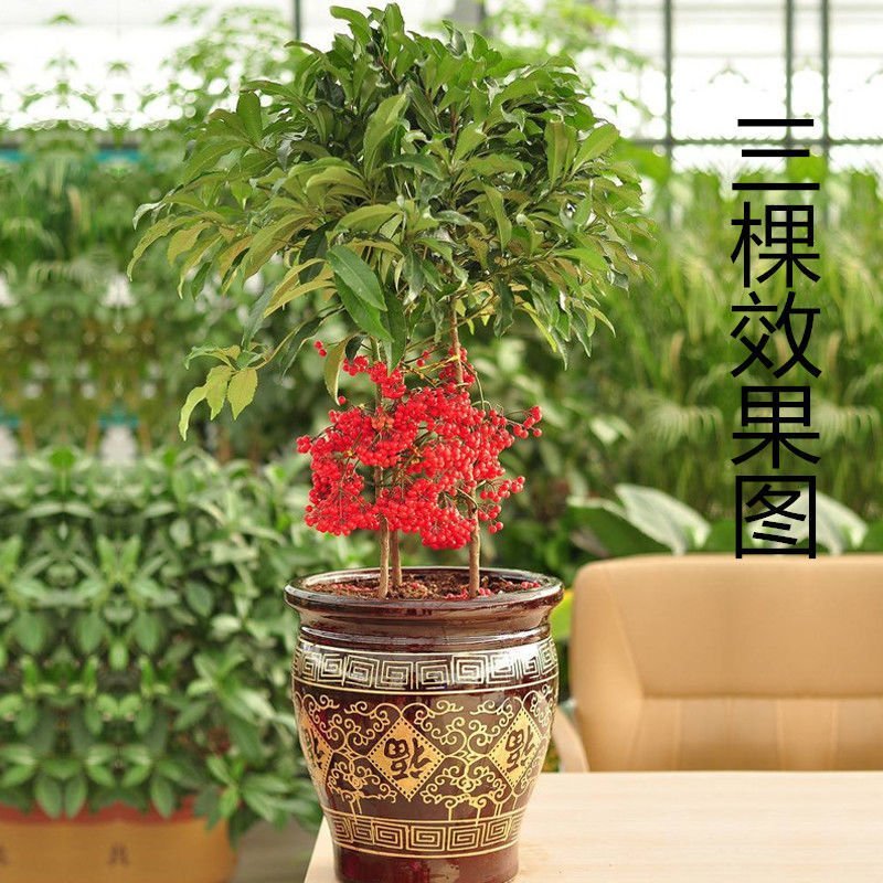 富贵子富贵籽朱砂根黄金万两室内花卉盆栽绿植红凉伞四季常绿