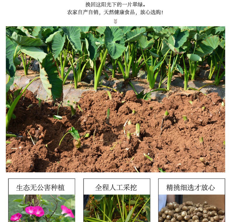 【亏本冲量】农家小芋头毛芋头5斤装营养丰富软糯丝滑