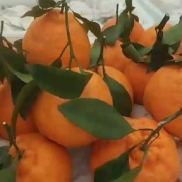 代办不知火商品果