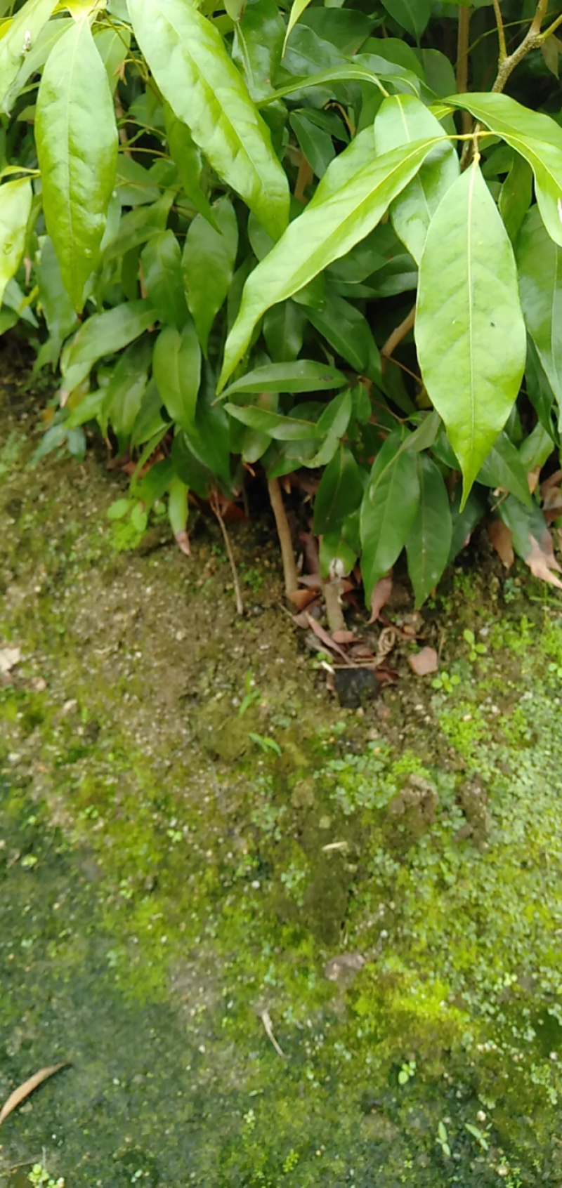 荔枝苗实生荔枝苗嫁接荔枝苗妃子笑荔枝苗