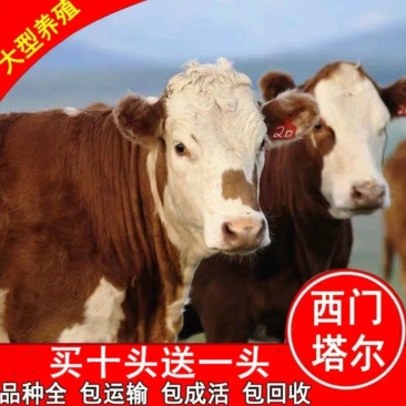 鲁西黄牛肉牛品质有保证买牛送铡草机