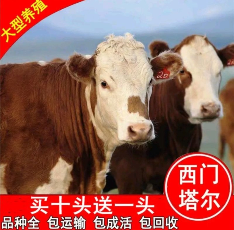鲁西黄牛肉牛品质有保证买牛送铡草机