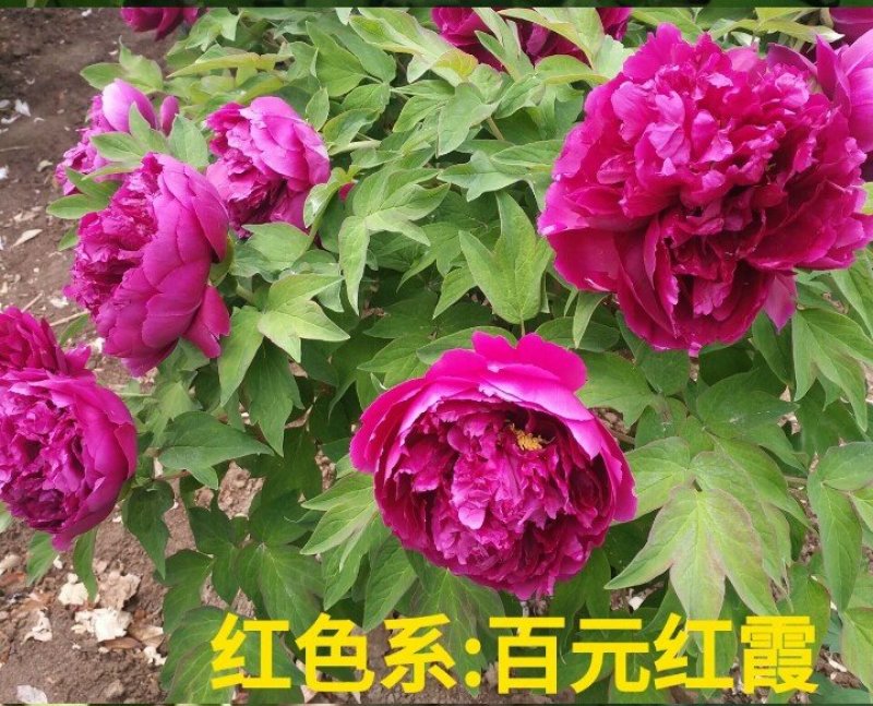 精品观赏牡丹观赏芍药基地直发价格美丽欢迎来电