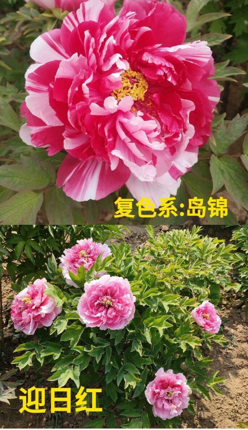 精品观赏牡丹观赏芍药基地直发价格美丽欢迎来电