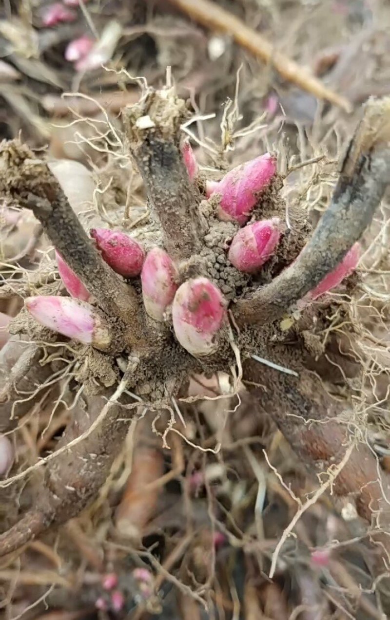 精品观赏牡丹观赏芍药基地直发价格美丽欢迎来电