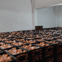 农户碰柑直接卖、现货8万多斤65起步的碰柑`果面绯红细皮