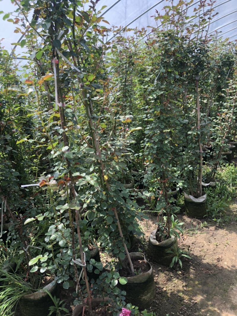 藤本月季花苗月季花基地
