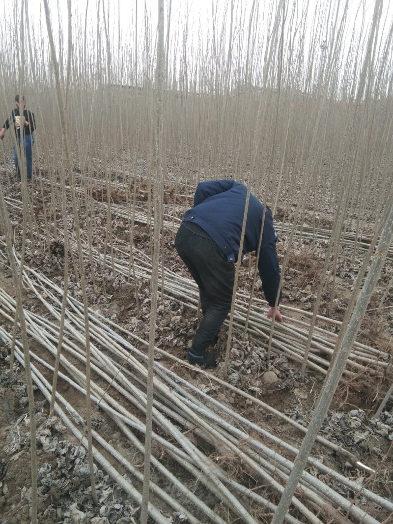 杨树，品种纯正，杆直美丽