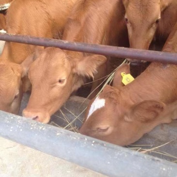 肉牛犊鲁西黄牛活体出售产地直销提供养殖技术