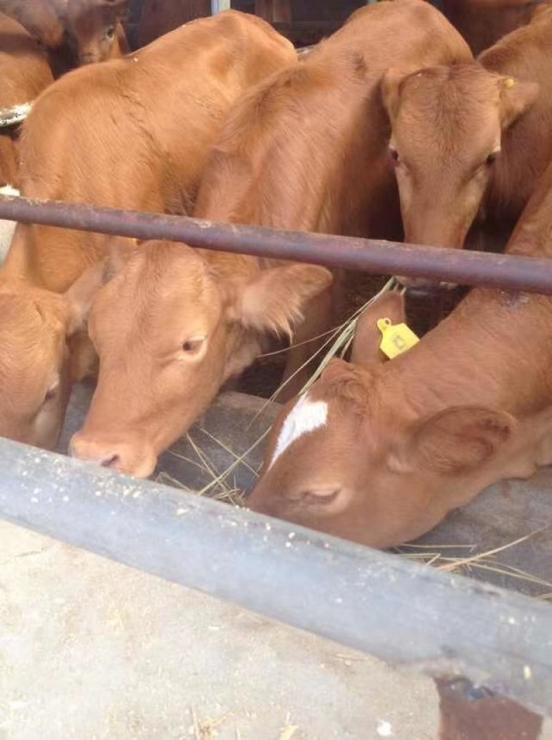 肉牛犊鲁西黄牛活体出售产地直销提供养殖技术