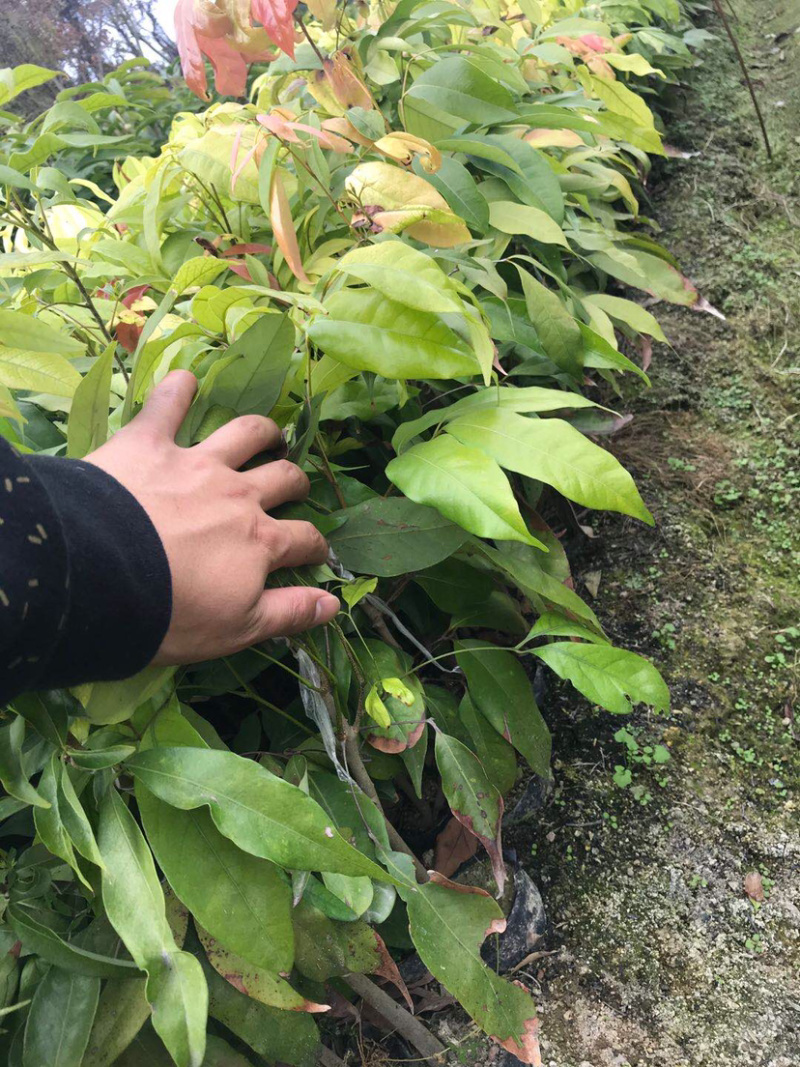 荔枝苗实生荔枝苗嫁接荔枝苗妃子笑荔枝苗