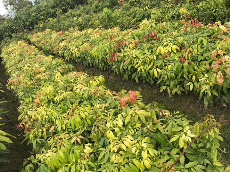 荔枝苗实生荔枝苗嫁接荔枝苗妃子笑荔枝苗