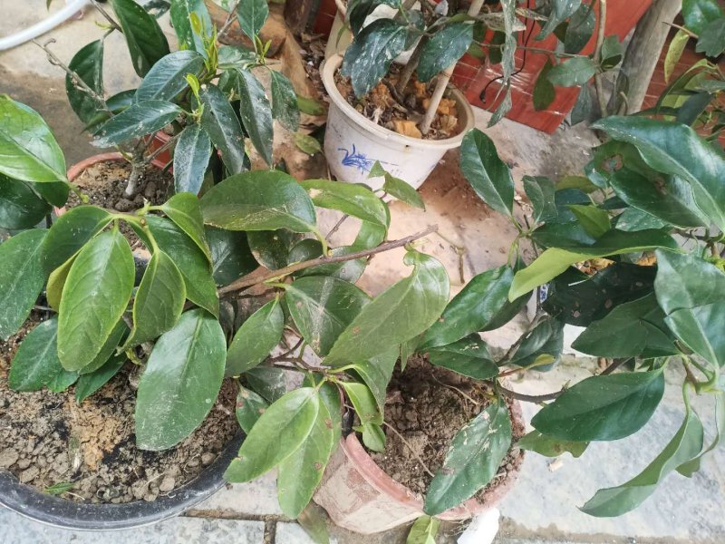 通道优质黑老虎布福娜苗，带盆带上发货