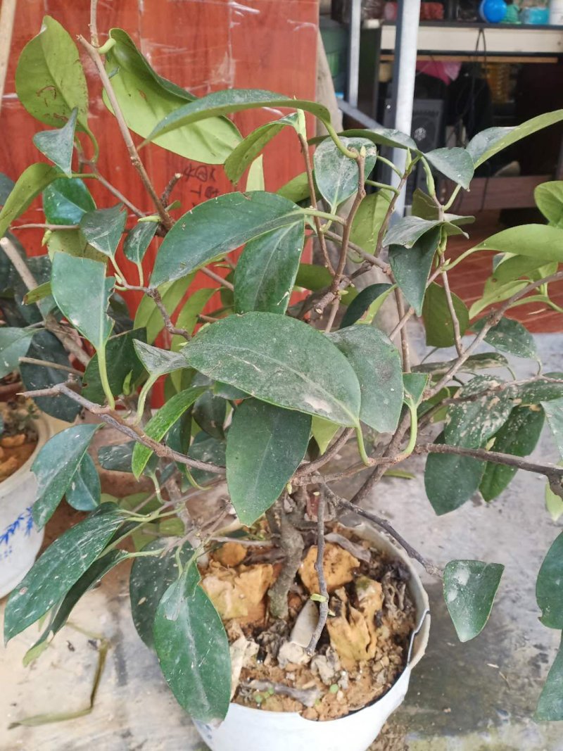通道优质黑老虎布福娜苗，带盆带上发货