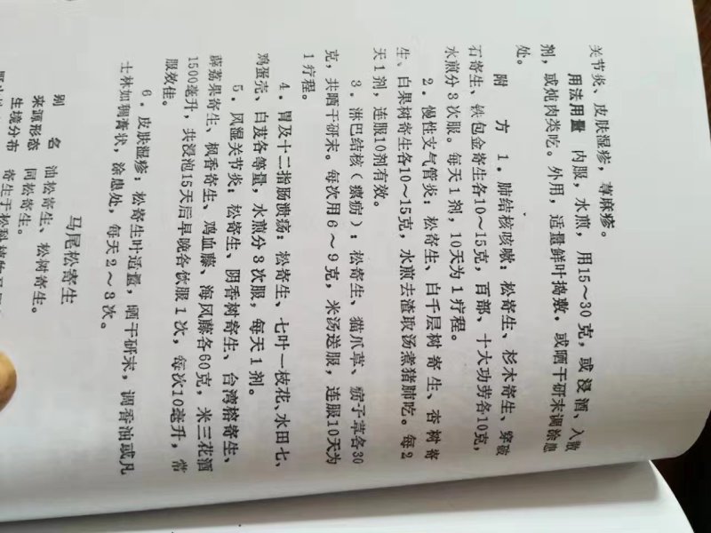 松木寄生
