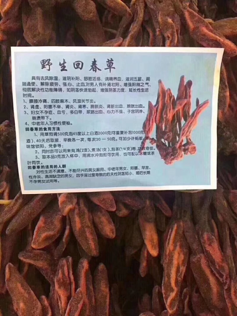 回春草