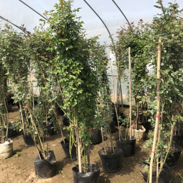 藤本月季花苗月季花基地