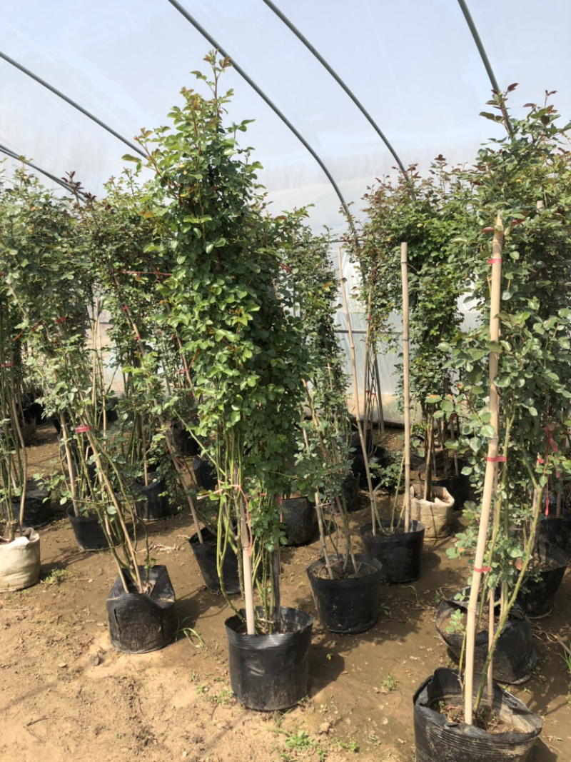 藤本月季花苗月季花基地