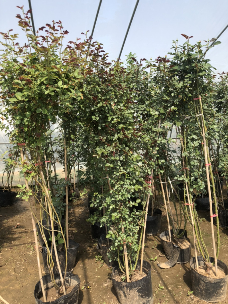藤本月季花苗月季花基地